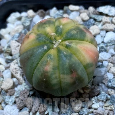 SH19960 Astrophytum asterias ‘Red Purple Skin’ f. variegata
