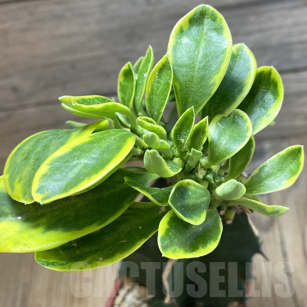 SH20033 Euphorbia neriifolia f. cristata variegata, grafted