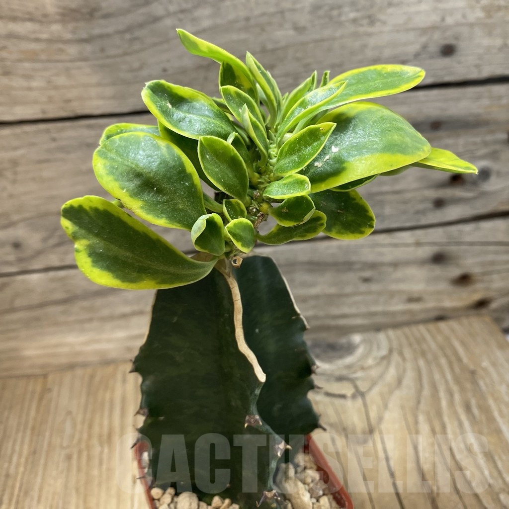 SH20033 Euphorbia neriifolia f. cristata variegata, grafted - Image 2