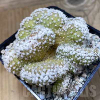 SH20043 Echinopsis subdenudata f. cristata