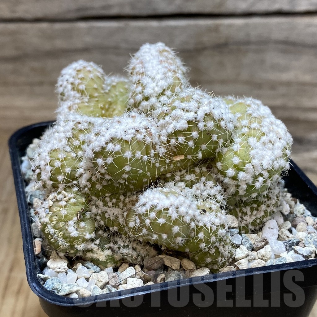 SH20043 Echinopsis subdenudata f. cristata - Image 2