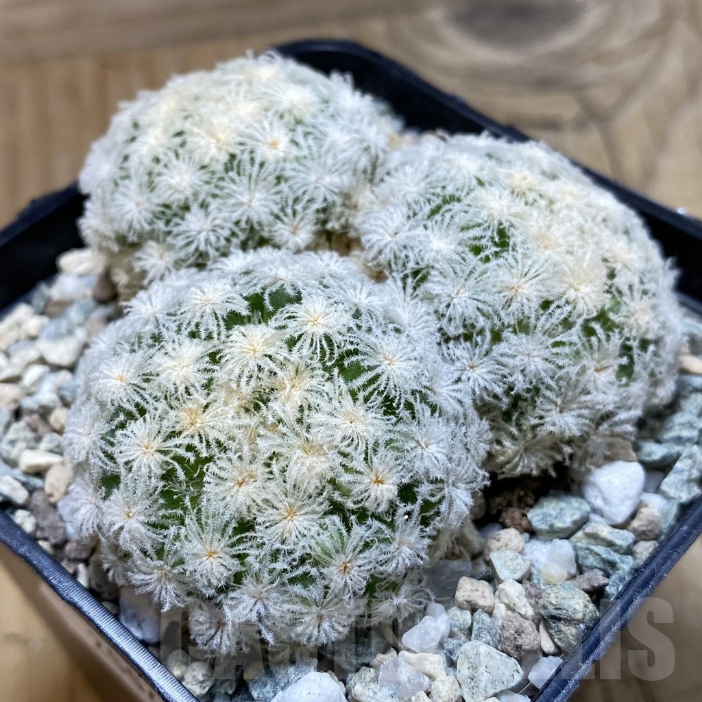 SH20045 Mammillaria plumosa ‘Snow’