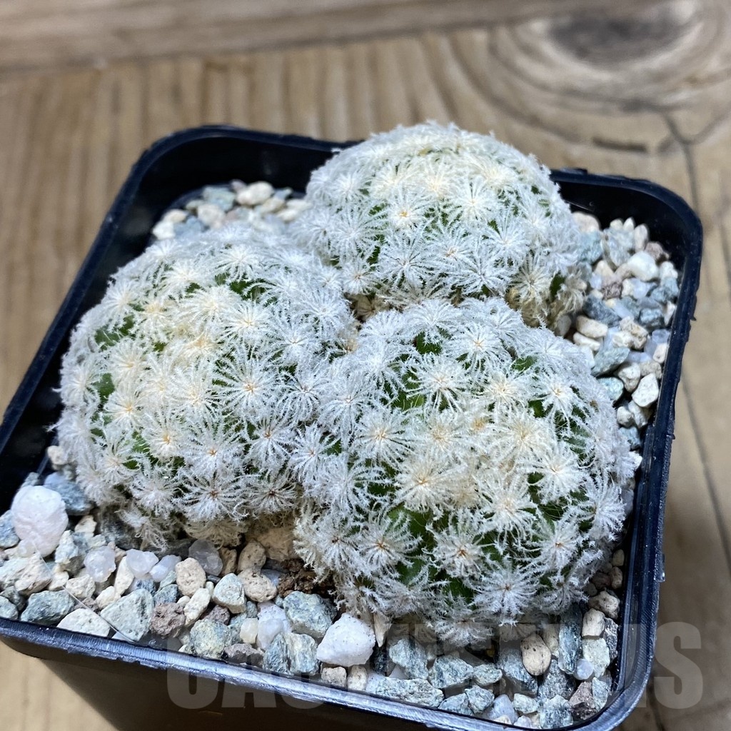 SH20045 Mammillaria plumosa ‘Snow’ - Image 2