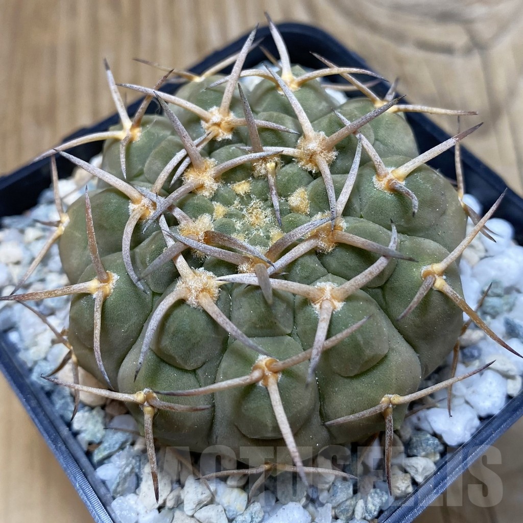 SH20060 Gymnocalycium varispinum