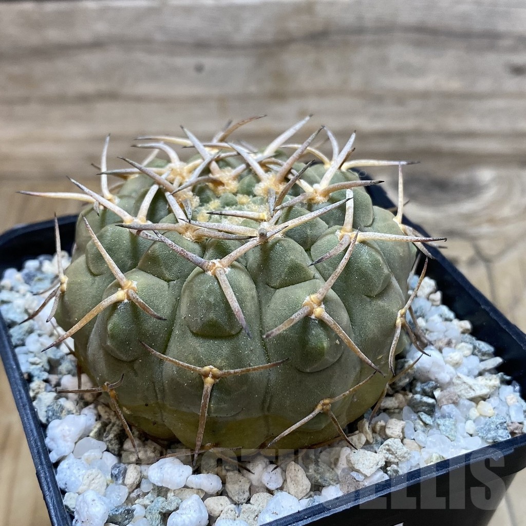SH20060 Gymnocalycium varispinum - Image 2