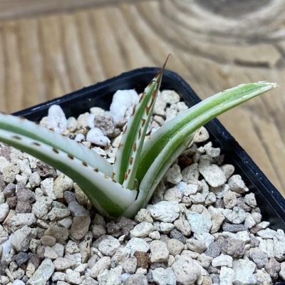 SH20000 Agave victoriae-reginae 'White Rhino'