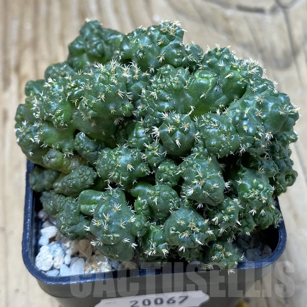 SH20067 Coryphantha elephantidens f. monstrosa