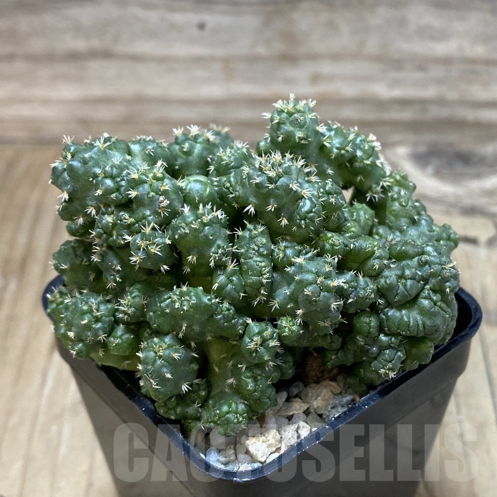SH20067 Coryphantha elephantidens f. monstrosa - Image 2
