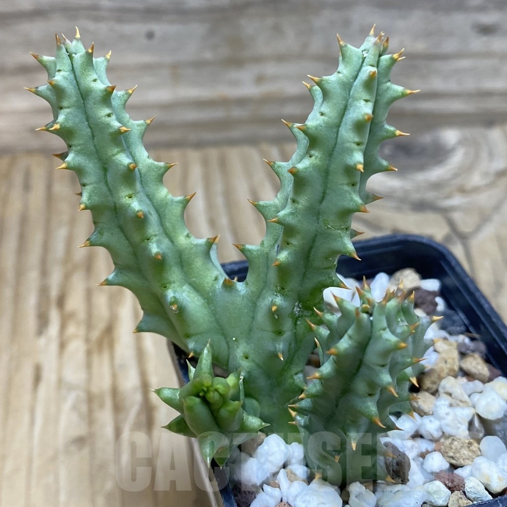 SH20010 Huernia hystrix - Image 2
