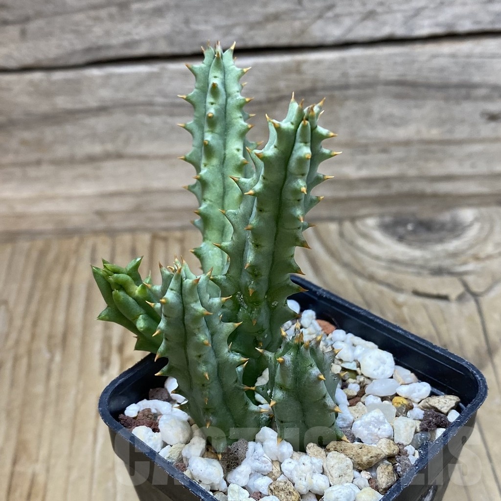 SH20010 Huernia hystrix - Image 3
