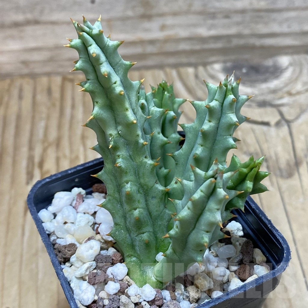 SH20011 Huernia hystrix - Image 2
