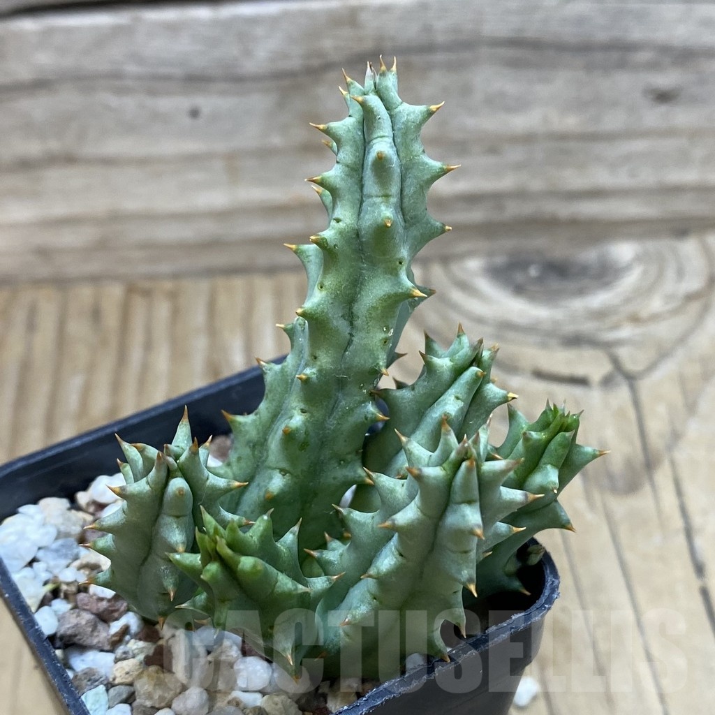 SH20011 Huernia hystrix - Image 3