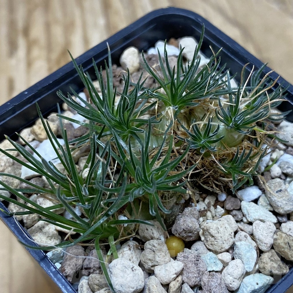 SH20017 Ornithogalum sardienii