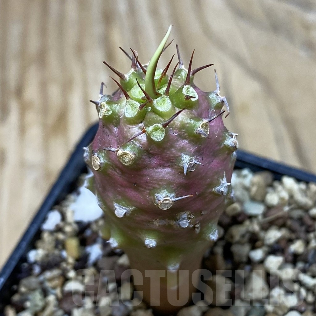 SH20022 Euphorbia pachypodioides