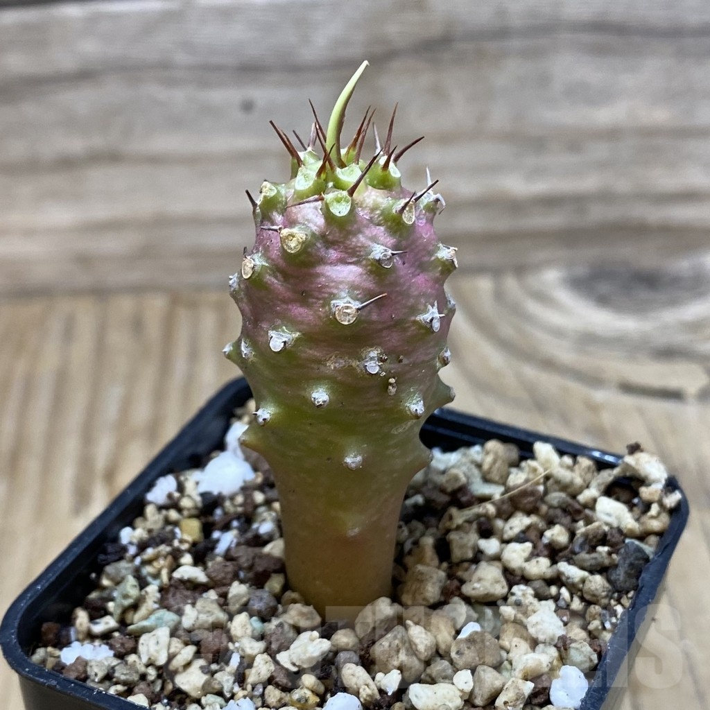 SH20022 Euphorbia pachypodioides - Image 2