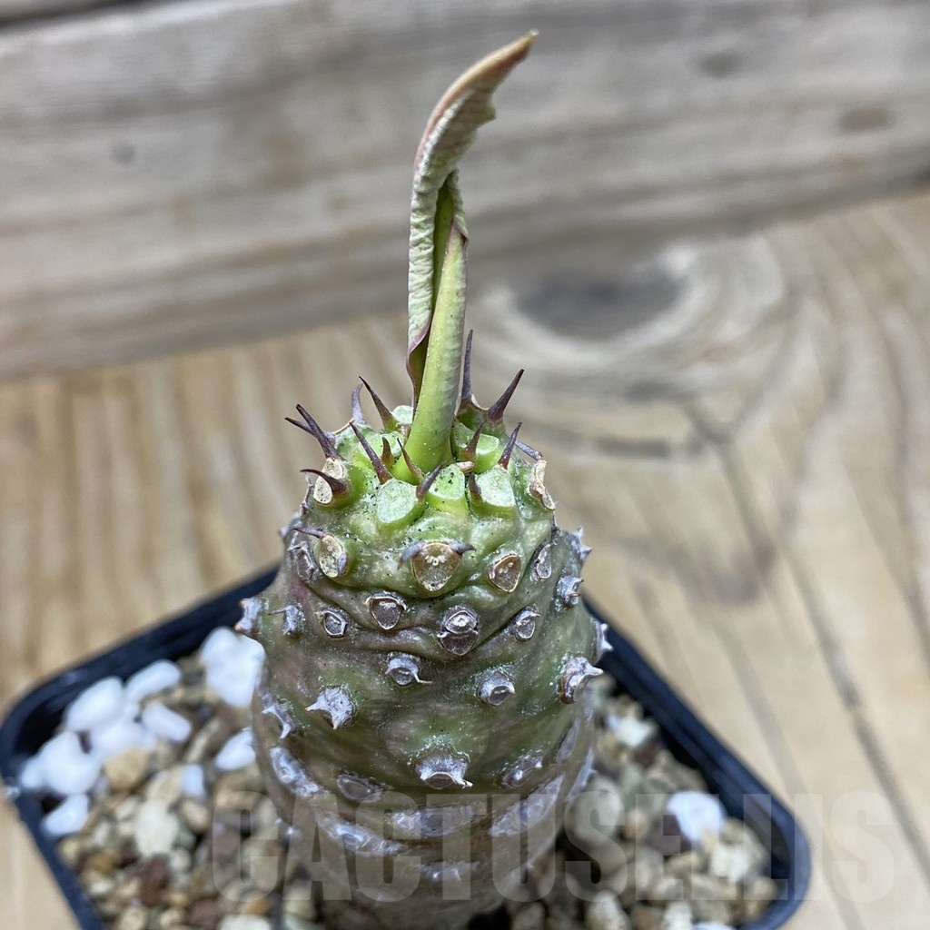 SH20023 Euphorbia pachypodioides