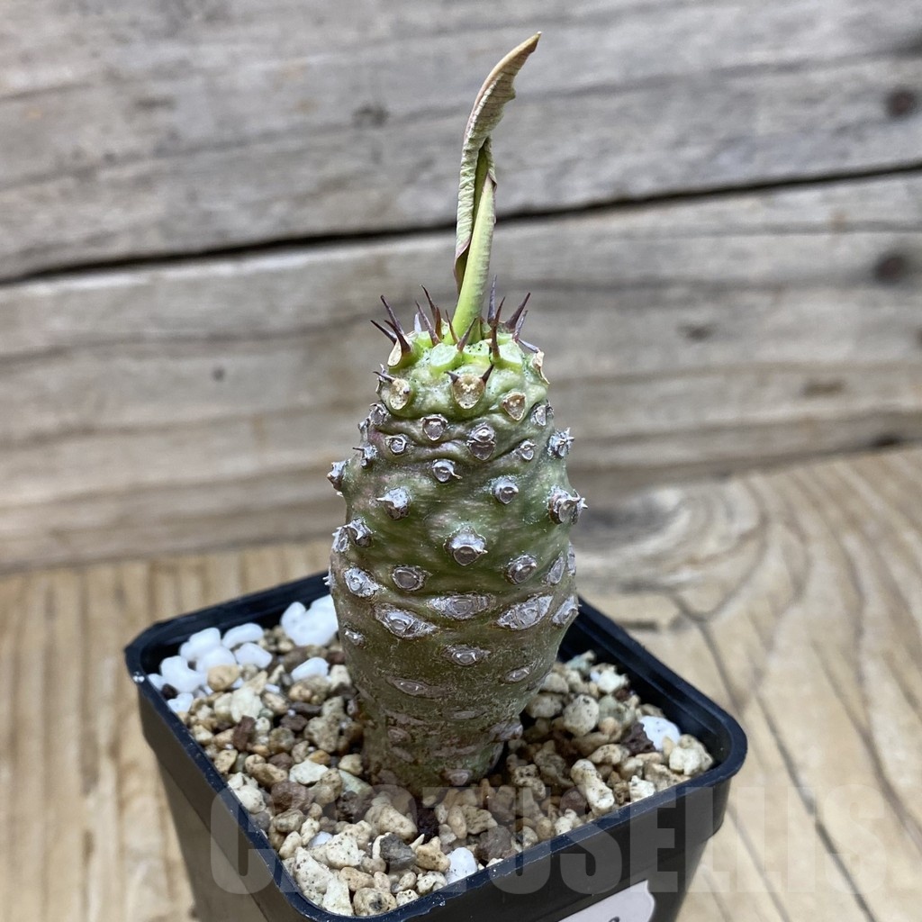 SH20023 Euphorbia pachypodioides - Image 2