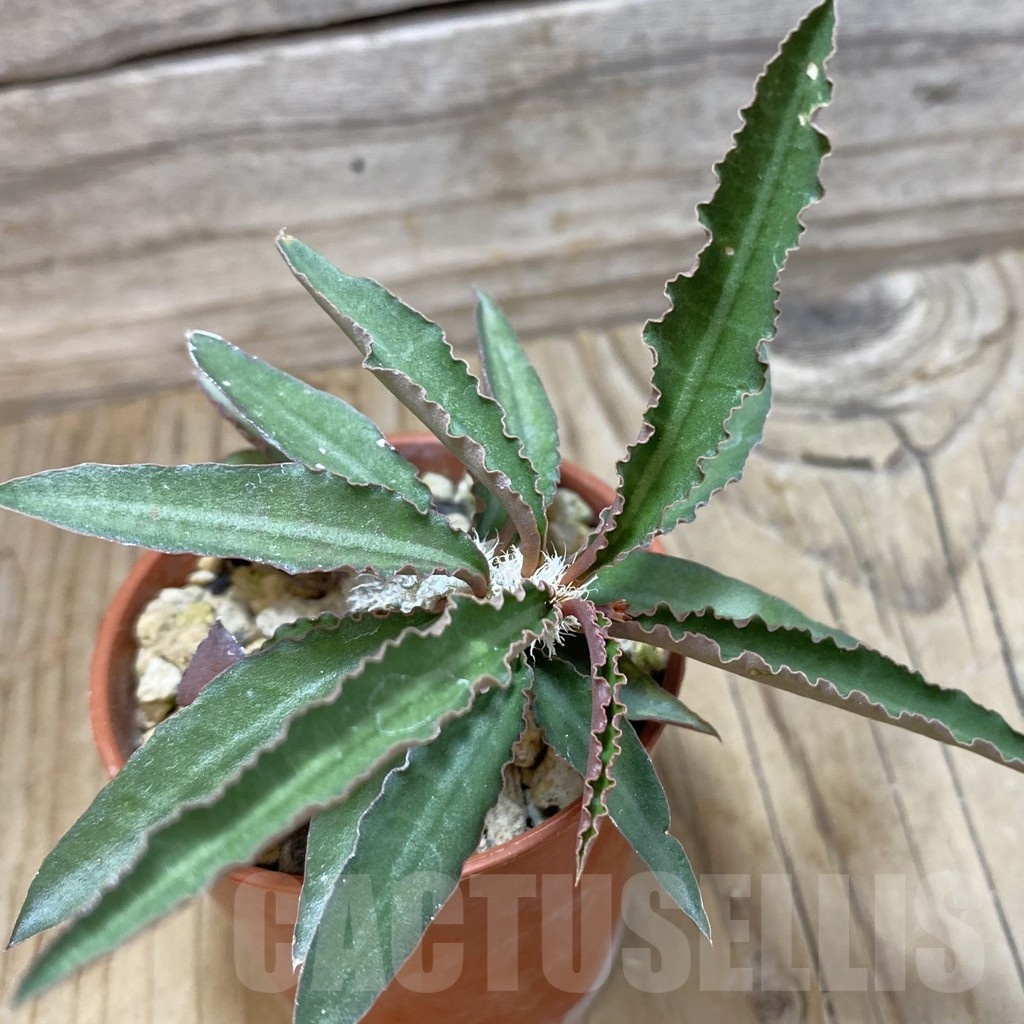 SH20030 Euphorbia suzannae-marnierae