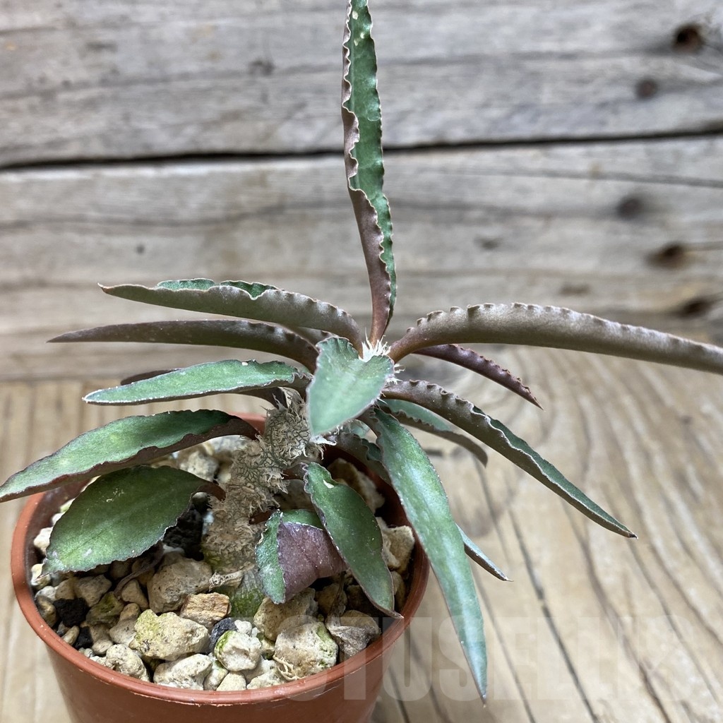 SH20030 Euphorbia suzannae-marnierae - Image 2
