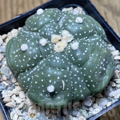 SH20170 Astrophytum asterias ‘Kikko’, 5 ribs