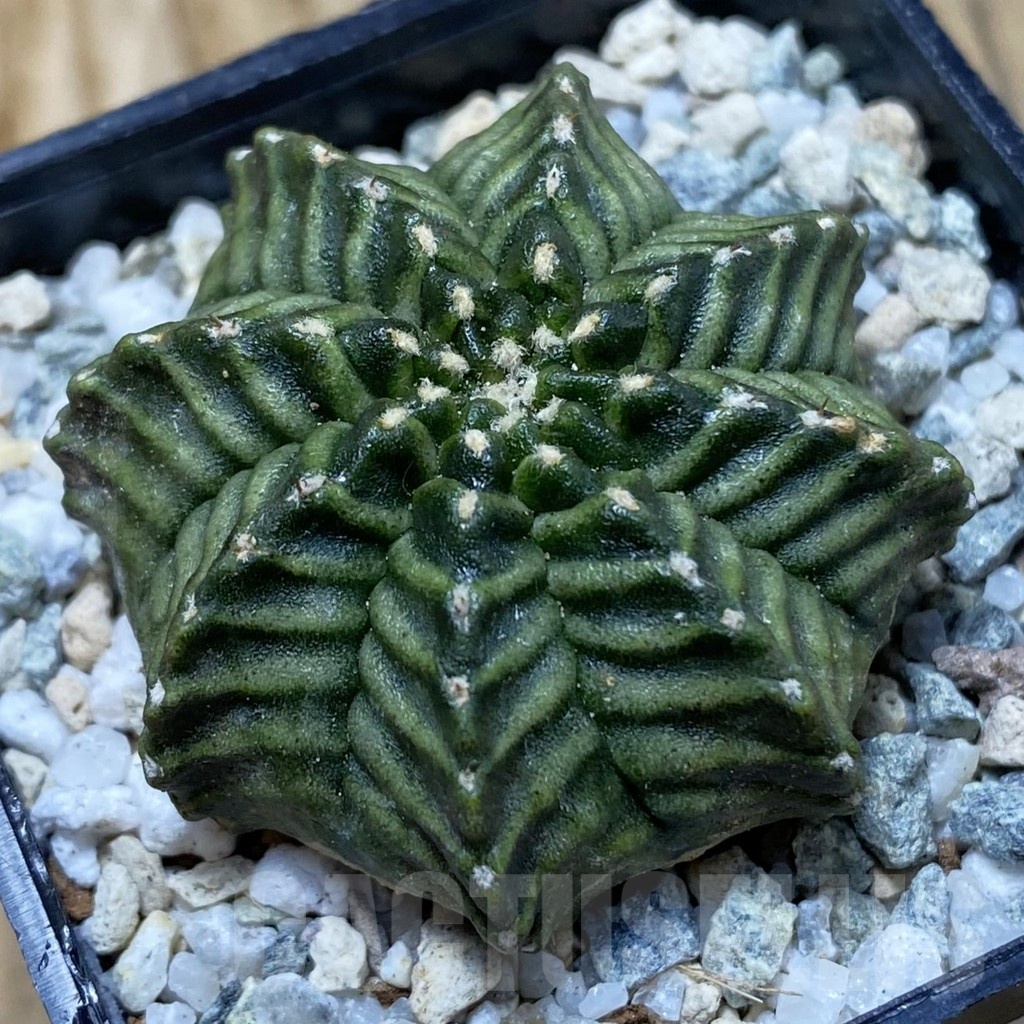 SH20178 Gymnocalycium mihanovichii ‘Kanomchan’