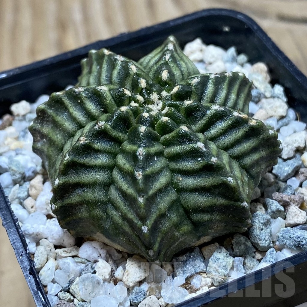 SH20178 Gymnocalycium mihanovichii ‘Kanomchan’ - Image 2