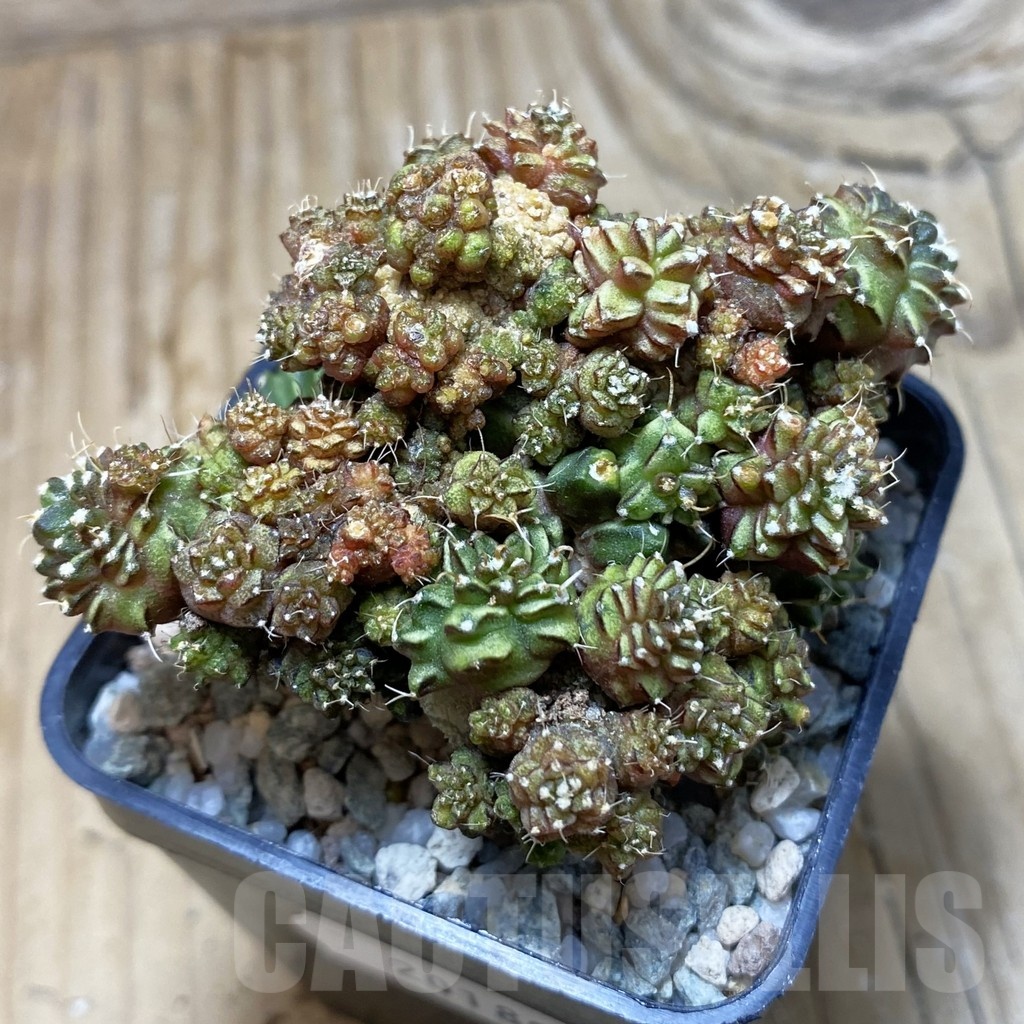 SH20180 Gymnocalycium mihanovichii ‘Green Crocodile’