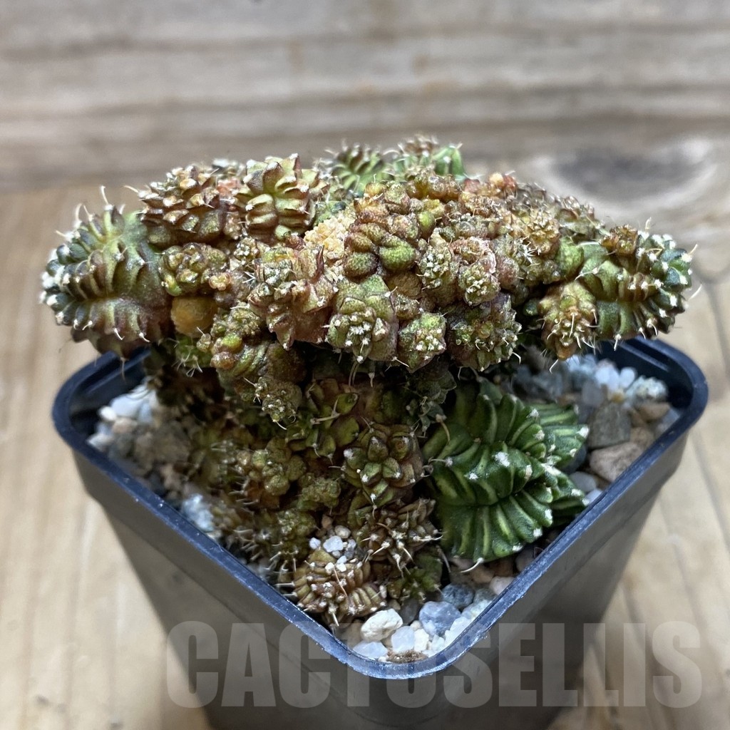 SH20180 Gymnocalycium mihanovichii ‘Green Crocodile’ - Image 2