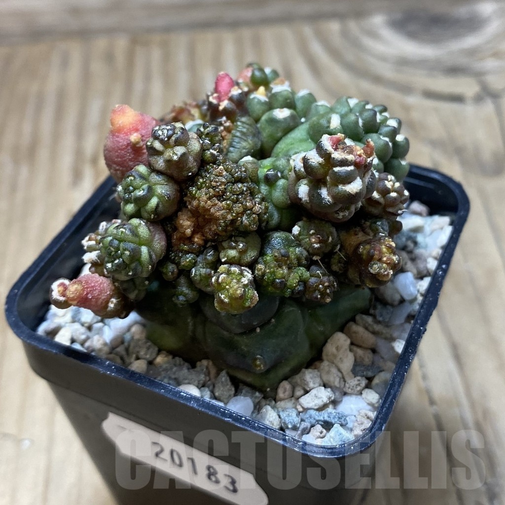 SH20183 Gymnocalycium mihanovichii ‘Transformer’ - Image 2