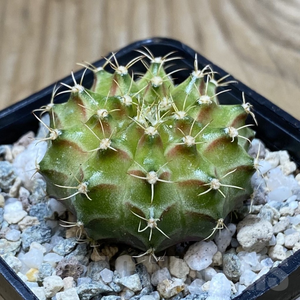 SH20188 Gymnocalycium mihanovichii ‘Neon’ Green - Image 2