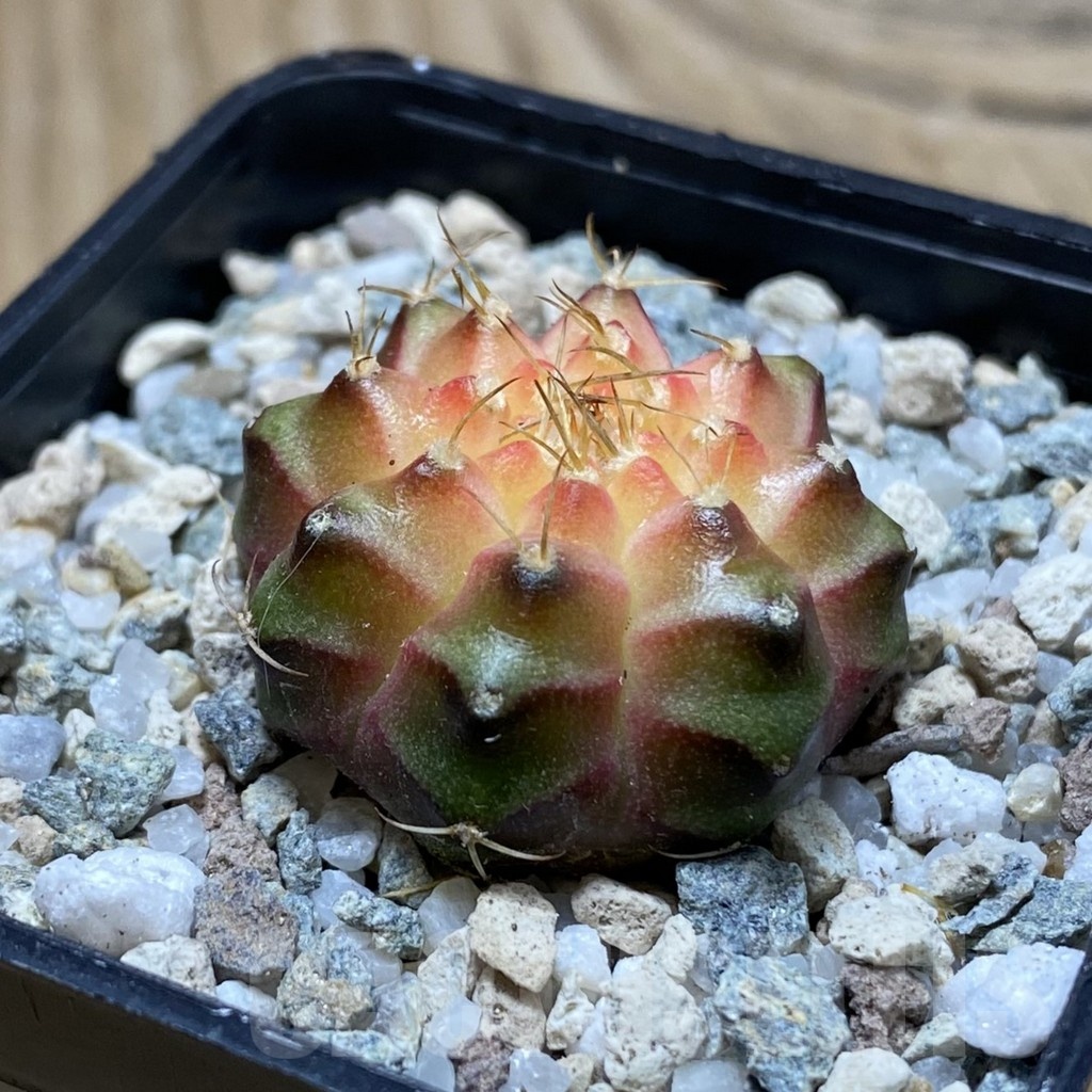 SH20189 Gymnocalycium mihanovichii ‘Neon’ Pink - Image 2