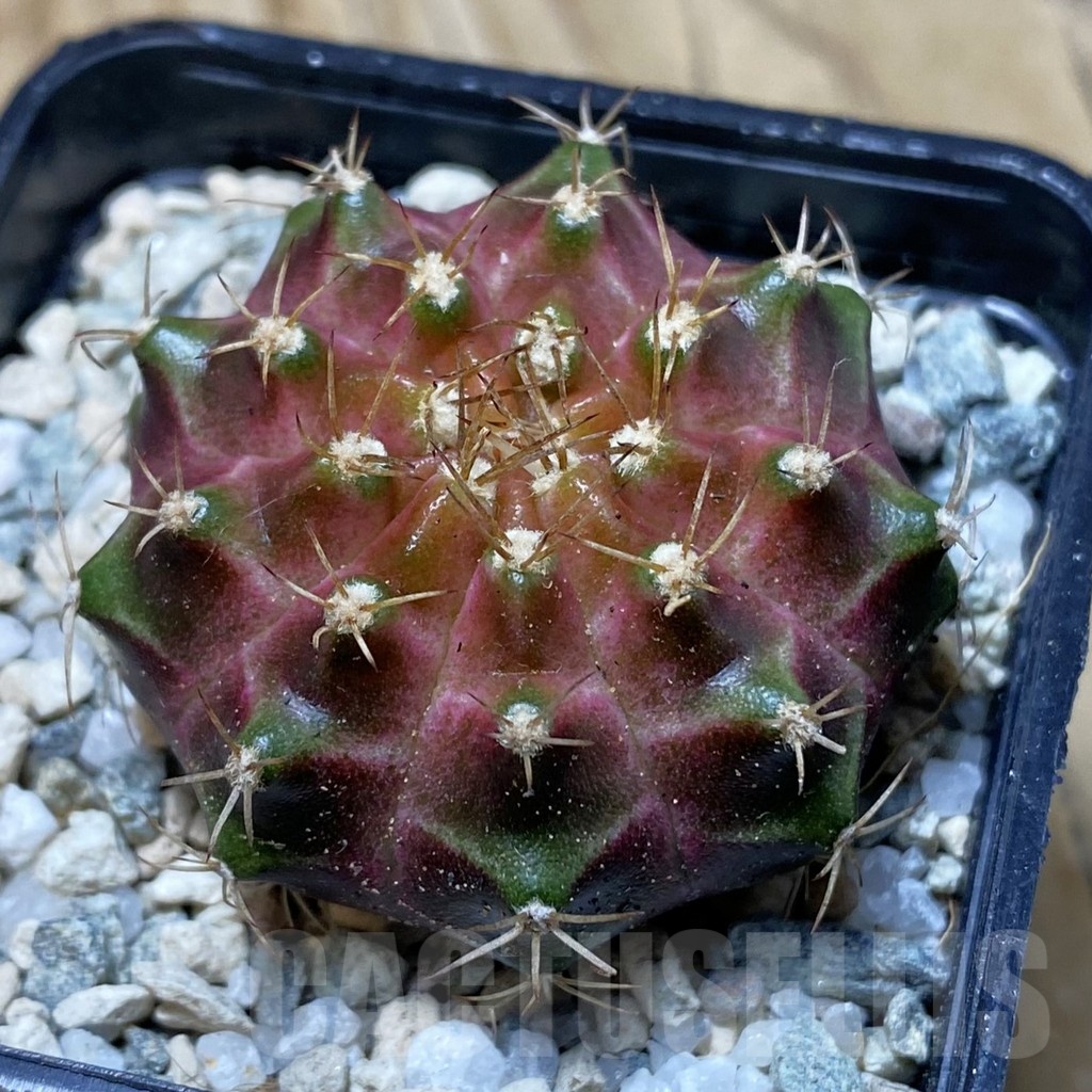 SH20191 Gymnocalycium mihanovichii ‘Neon’ Brown