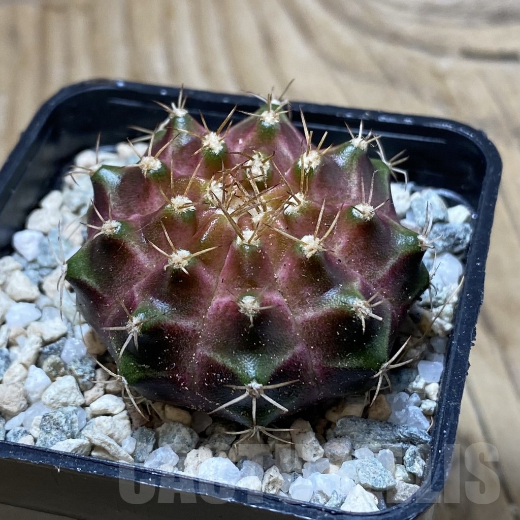 SH20191 Gymnocalycium mihanovichii ‘Neon’ Brown - Image 2