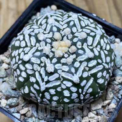 SH20141 Astrophytum asterias ‘Super Kabuto’ V-type