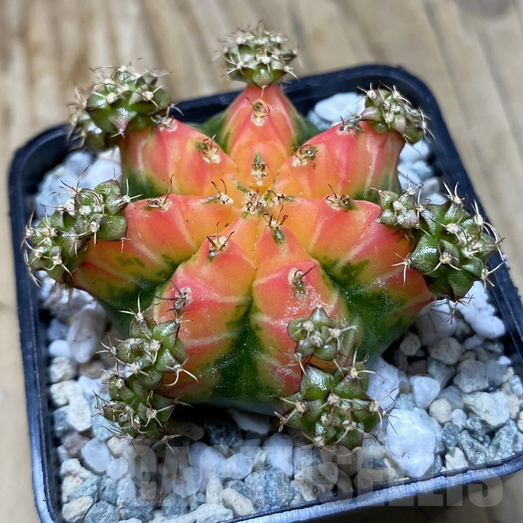 SH20194 Gymnocalycium mihanovichii 'French Fuchsia'