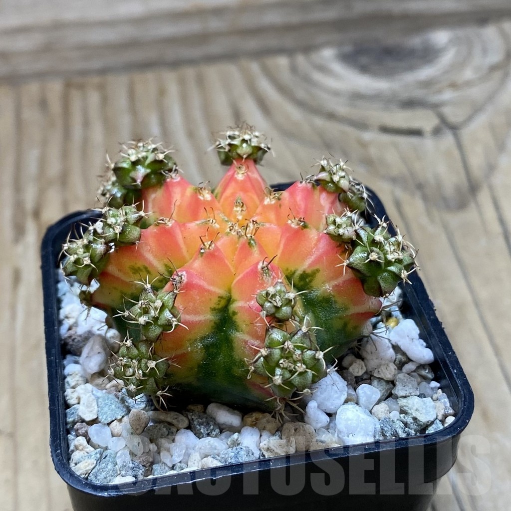 SH20194 Gymnocalycium mihanovichii 'French Fuchsia' - Image 2