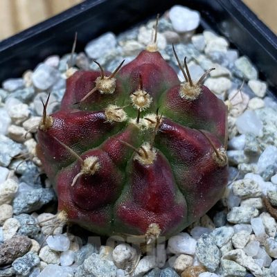 SH20198 Gymnocalycium mihanovichii 'Deadpool'
