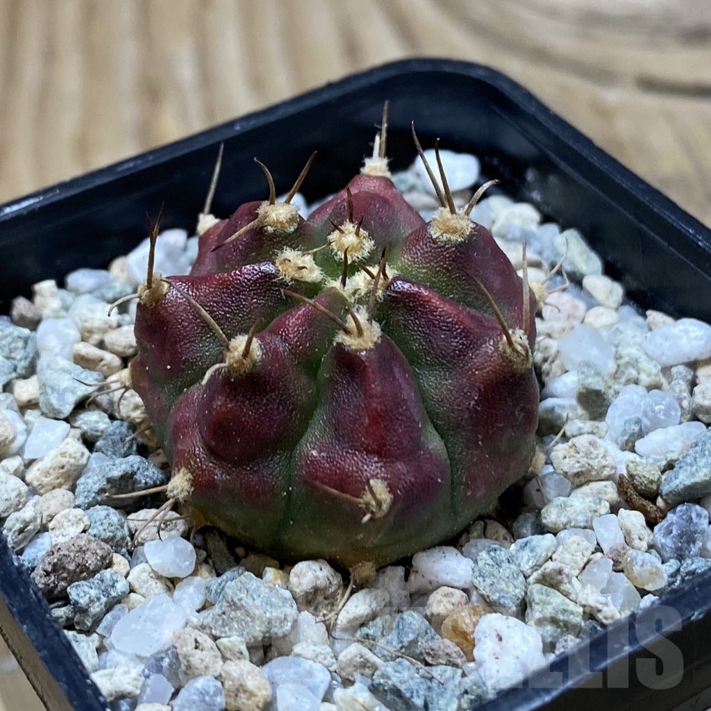 SH20198 Gymnocalycium mihanovichii 'Deadpool' - Image 2