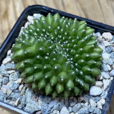 SH20200 Gymnocalycium mihanovichii ‘inermis’ f. cristata