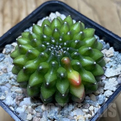 SH20201 Gymnocalycium mihanovichii ‘inermis’ f. variegata