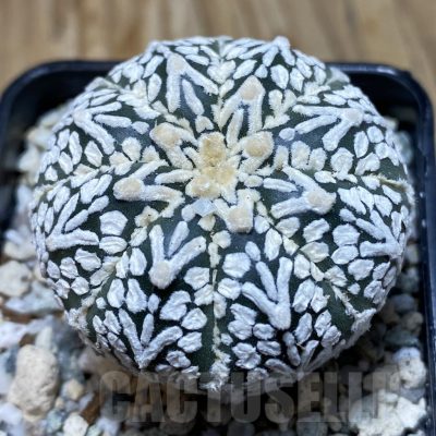 SH20142 Astrophytum asterias ‘Super Kabuto’ V-type