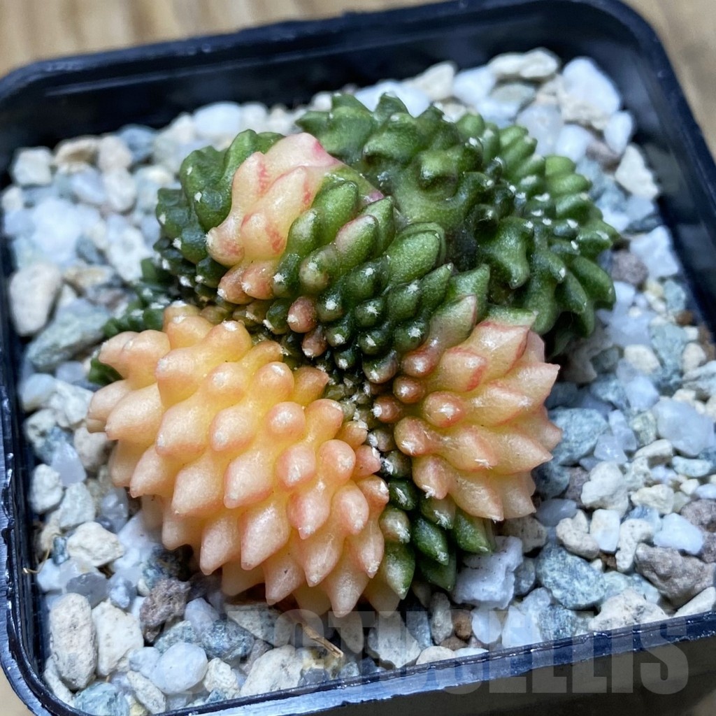 SH20206 Gymnocalycium mihanovichii ‘inermis’ f. variegata cristata