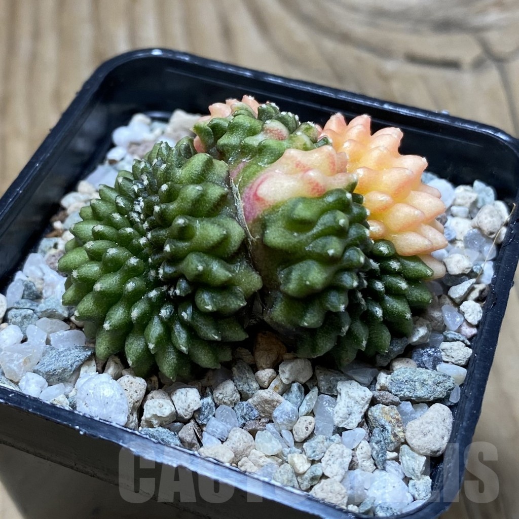 SH20206 Gymnocalycium mihanovichii ‘inermis’ f. variegata cristata - Image 2