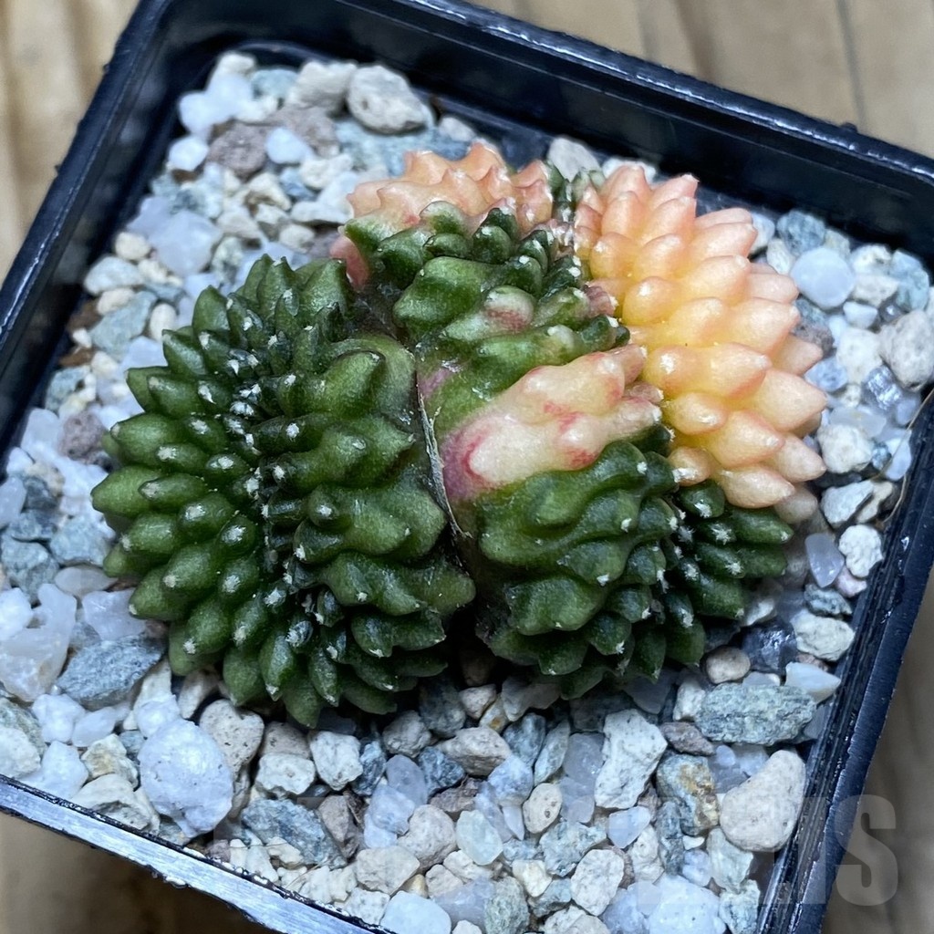 SH20206 Gymnocalycium mihanovichii ‘inermis’ f. variegata cristata - Image 3