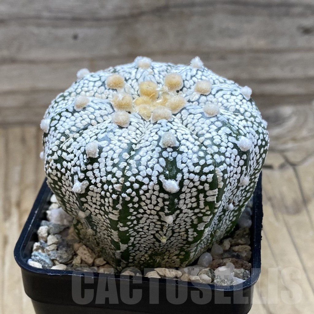 SH20145 Astrophytum asterias ‘Super Kabuto’ hybrid - Image 2