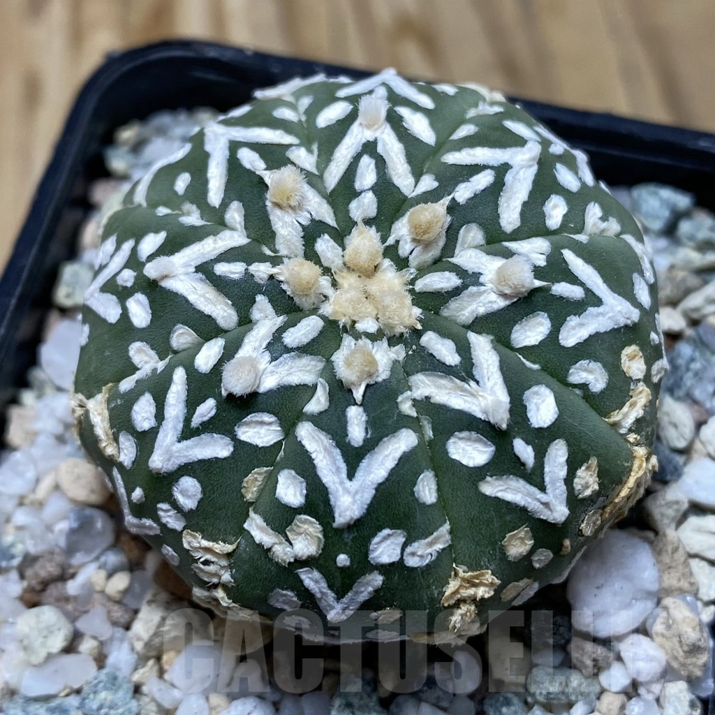 SH20146 Astrophytum asterias ‘Super Kabuto’ V-type f. nudum