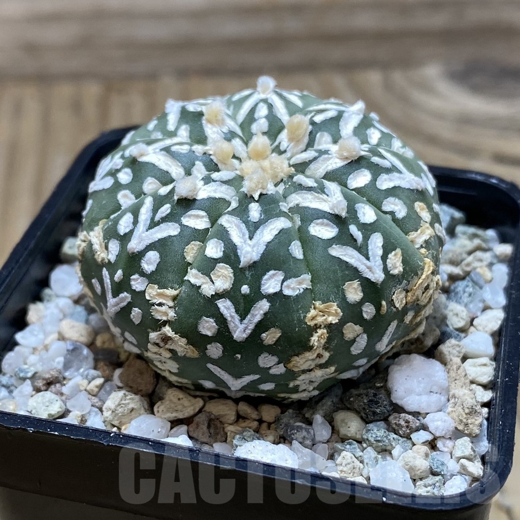 SH20146 Astrophytum asterias ‘Super Kabuto’ V-type f. nudum - Image 2