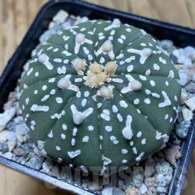 SH20147 Astrophytum asterias ‘Super Kabuto’ V-type f. nudum