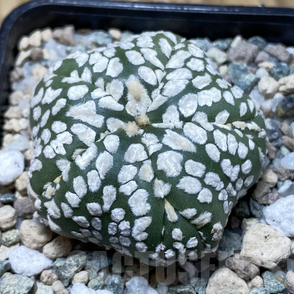 SH20151 Astrophytum asterias ‘Super Kabuto Star Shape’