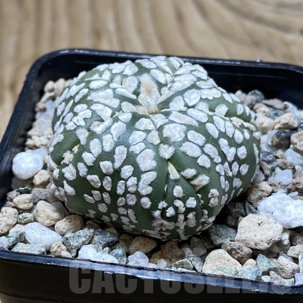 SH20151 Astrophytum asterias ‘Super Kabuto Star Shape’ - Image 2